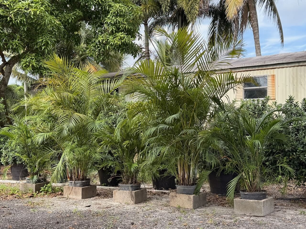 Areca Palm wholesale South Florida landscape guide