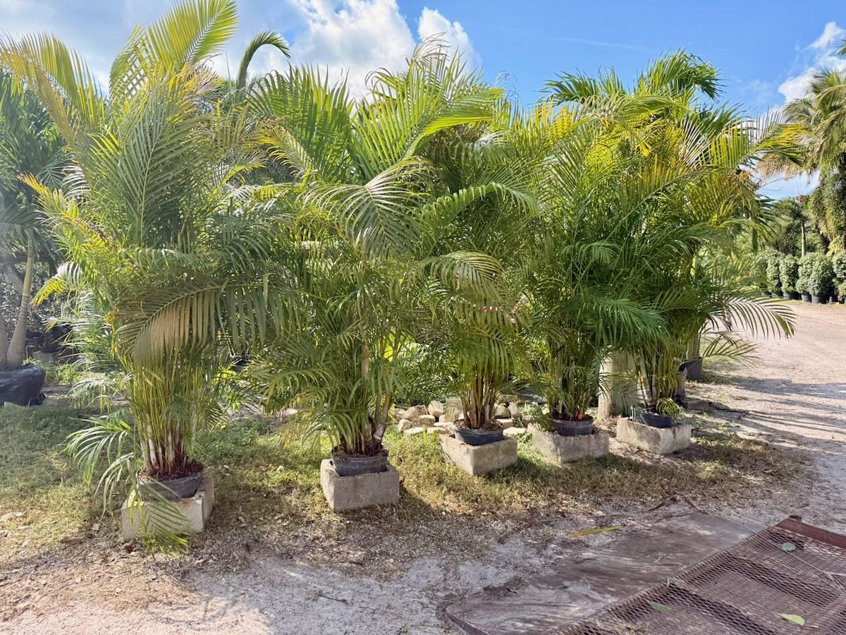 Areca Palm wholesale South Florida Heritage Farms