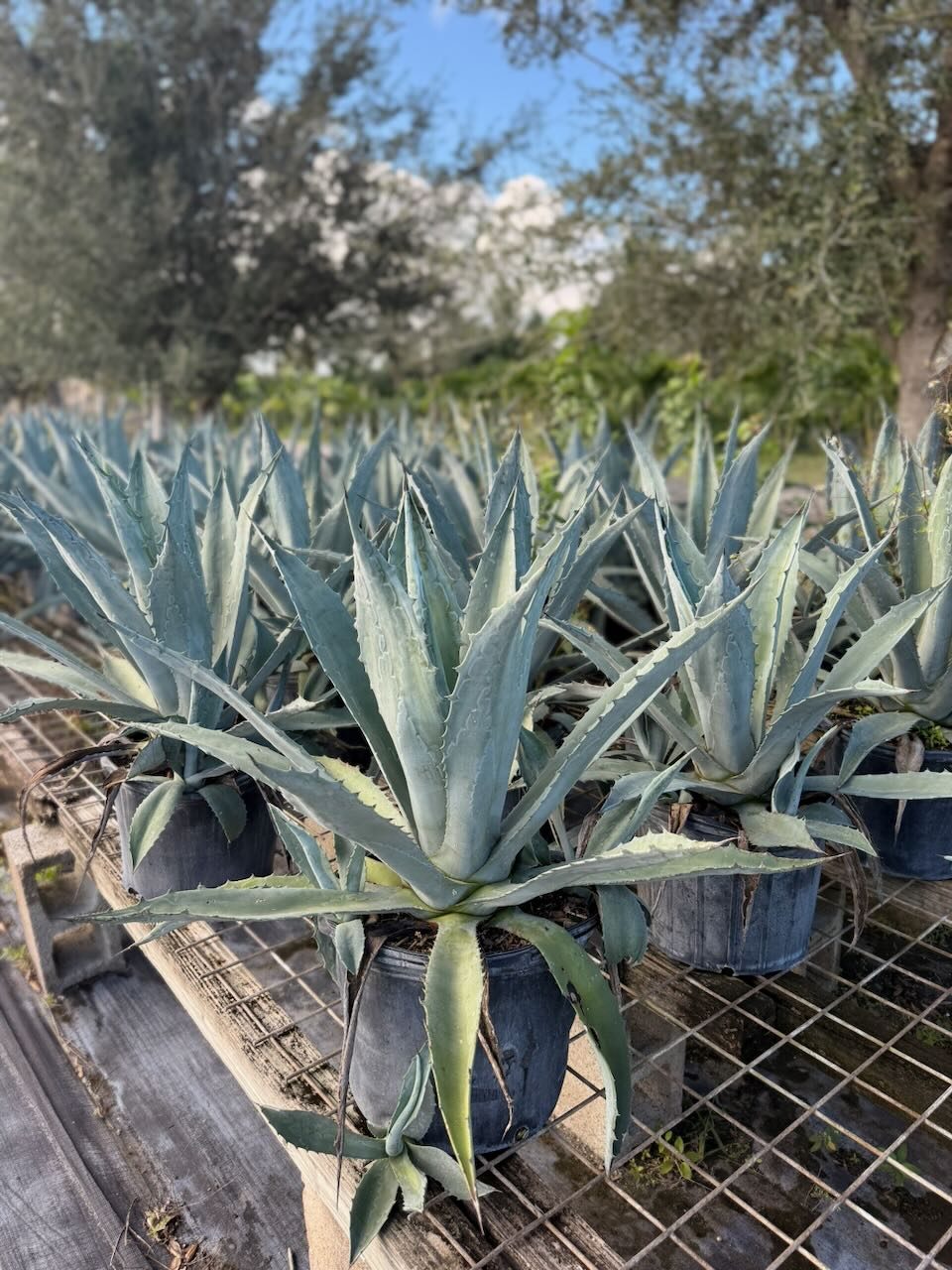 Blue Agave wholesale South Florida Heritage Farms