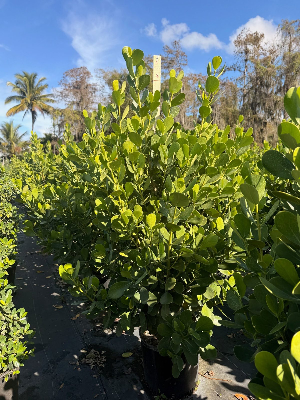 Clusia wholesale South Florida Heritage Farms