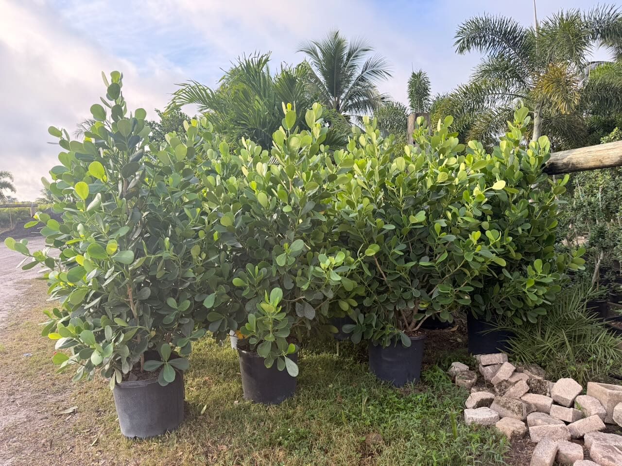 Clusia guttifera privacy hedge wholesale South Florida landscape contractors Heritage Farms