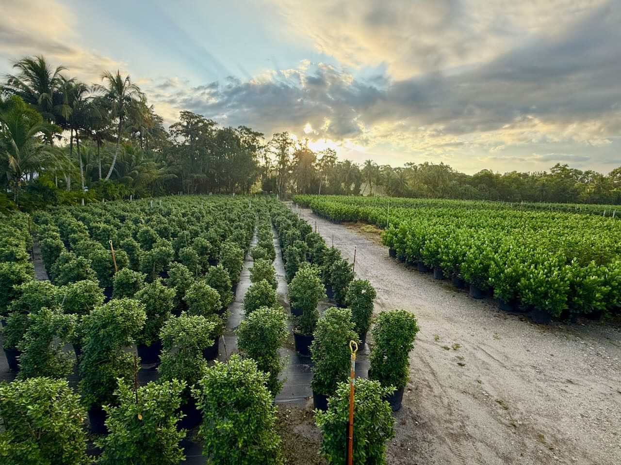Heritage Farms Inc. wholesale nursery farm Boynton Beach Florida