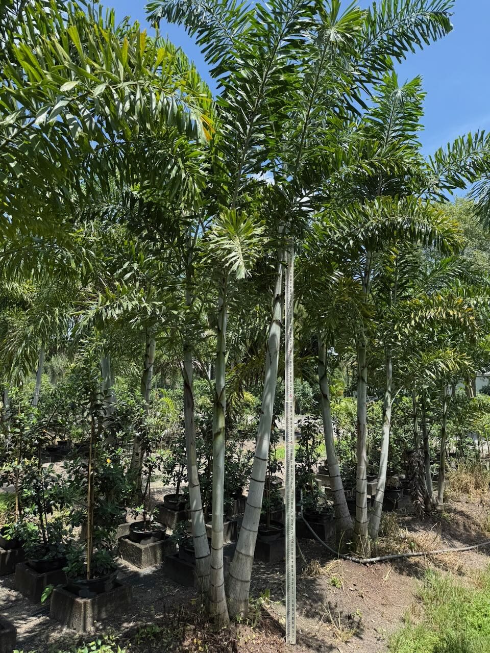 Foxtail Palm wholesale field-grown South Florida landscape contractors Heritage Farms