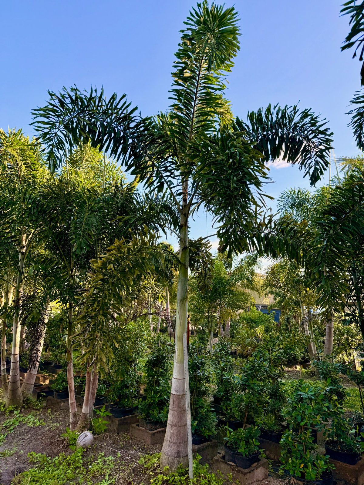Foxtail Palm wholesale South Florida Heritage Farms
