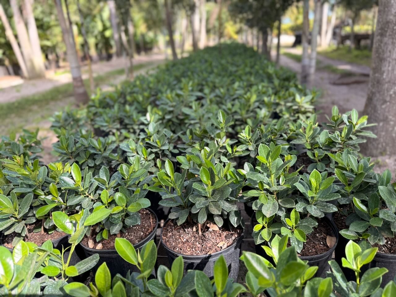 Green Island Ficus wholesale South Florida landscape contractors Heritage Farms