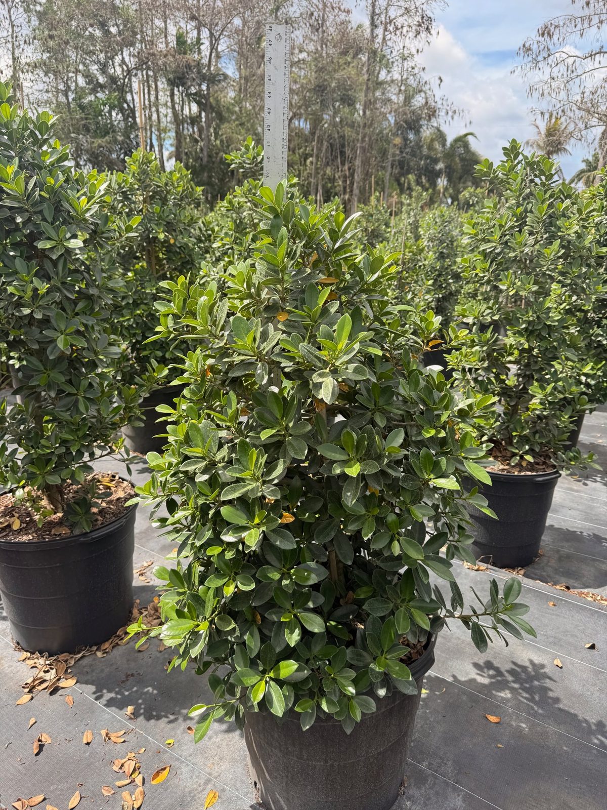 Green Island Ficus wholesale South Florida Heritage Farms