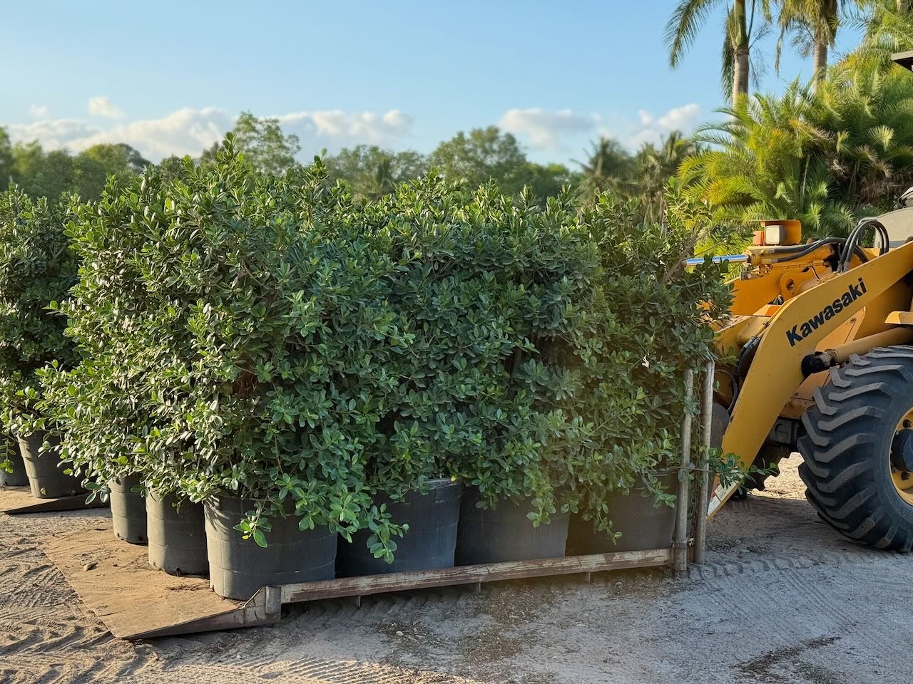 Heritage Farms Inc. wholesale nursery Boynton Beach Florida