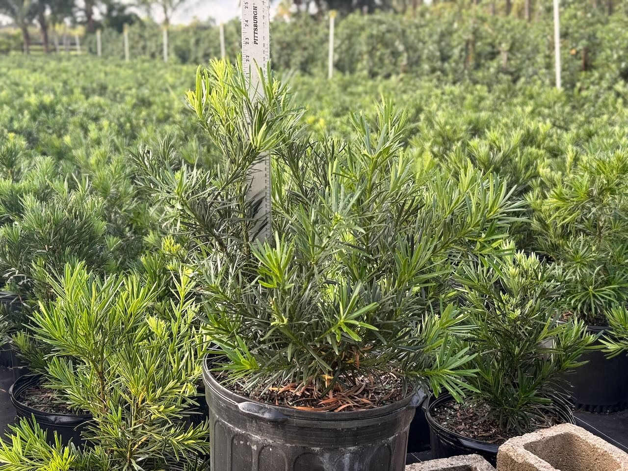 Podocarpus Pringle wholesale hedge South Florida landscape contractors Heritage Farms