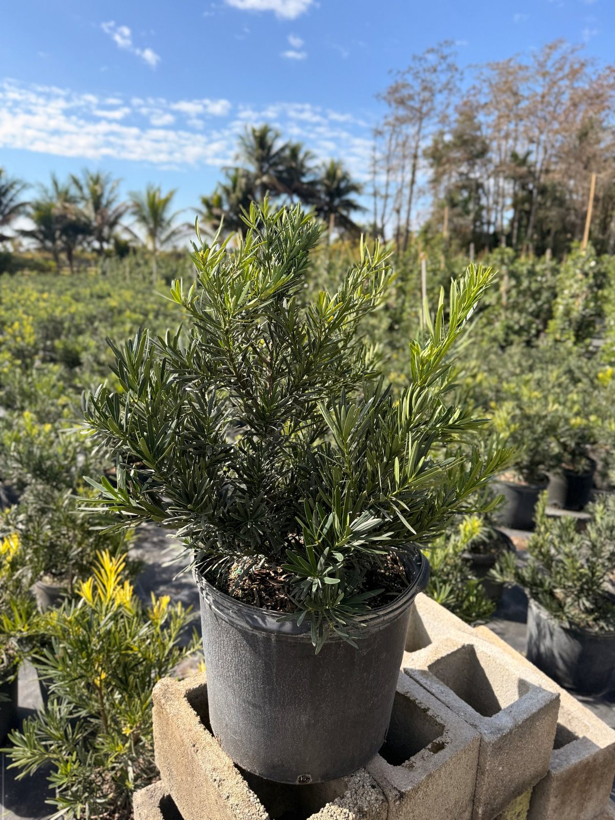 Podocarpus Pringle wholesale South Florida Heritage Farms