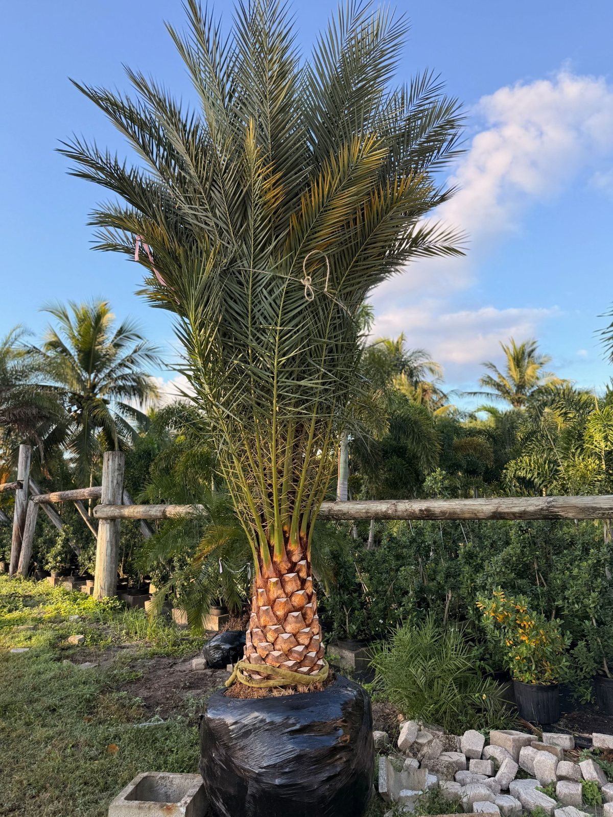Sylvestris Palm wholesale South Florida Heritage Farms