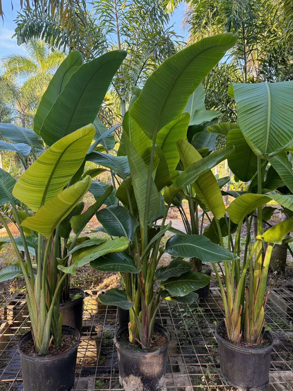 White Bird of Paradise wholesale South Florida Heritage Farms